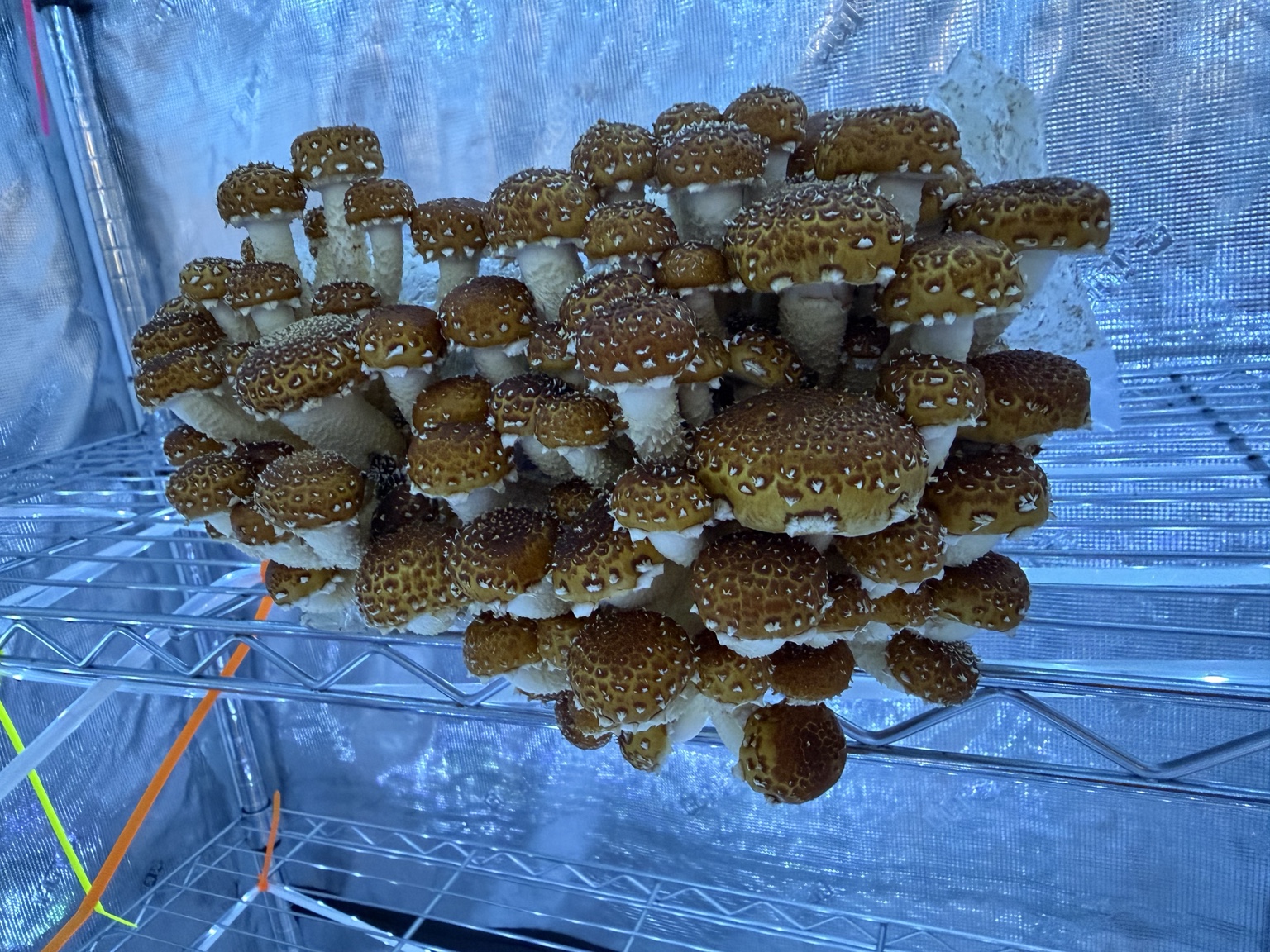 Cloud City Mushrooms experimental grow