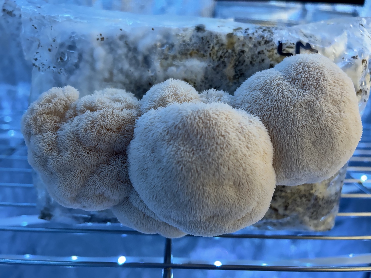 Lion's Mane mushroom