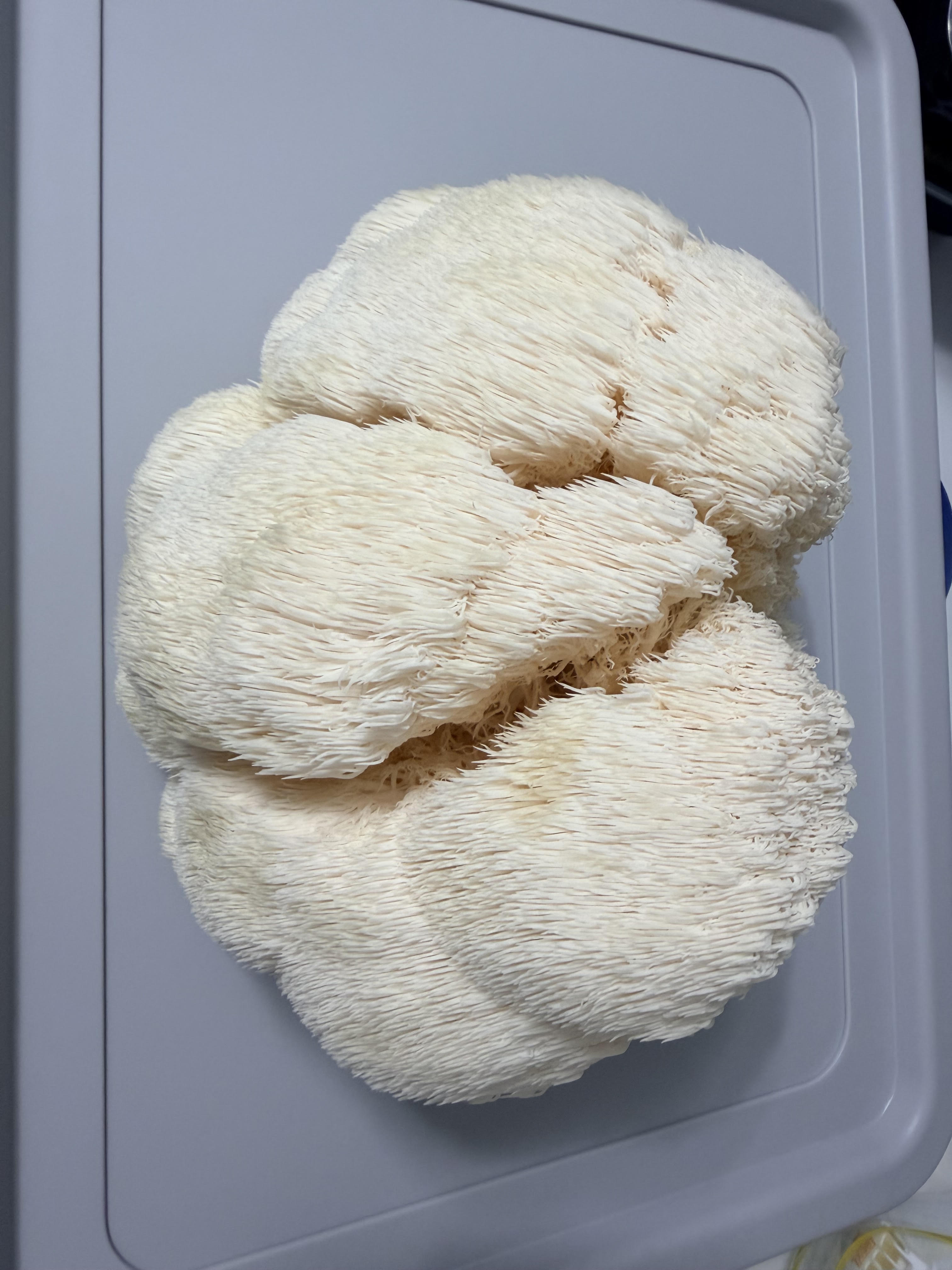 Fresh Lion's Mane mushroom