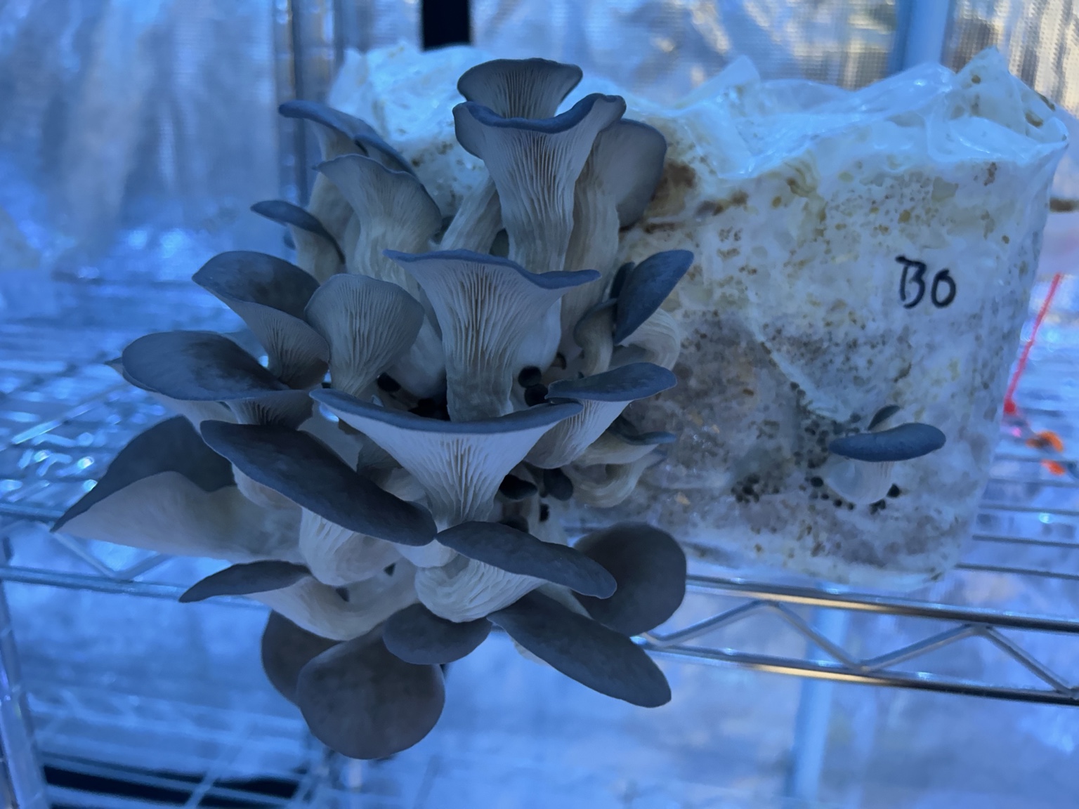 Seasonal oyster mushrooms