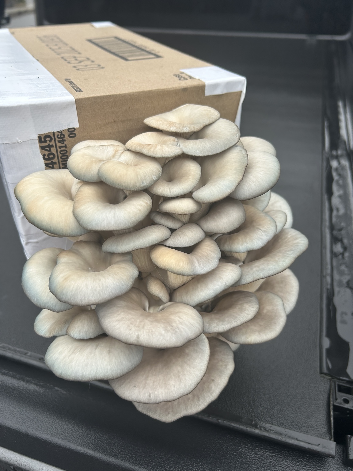 Cloud City Mushrooms harvest