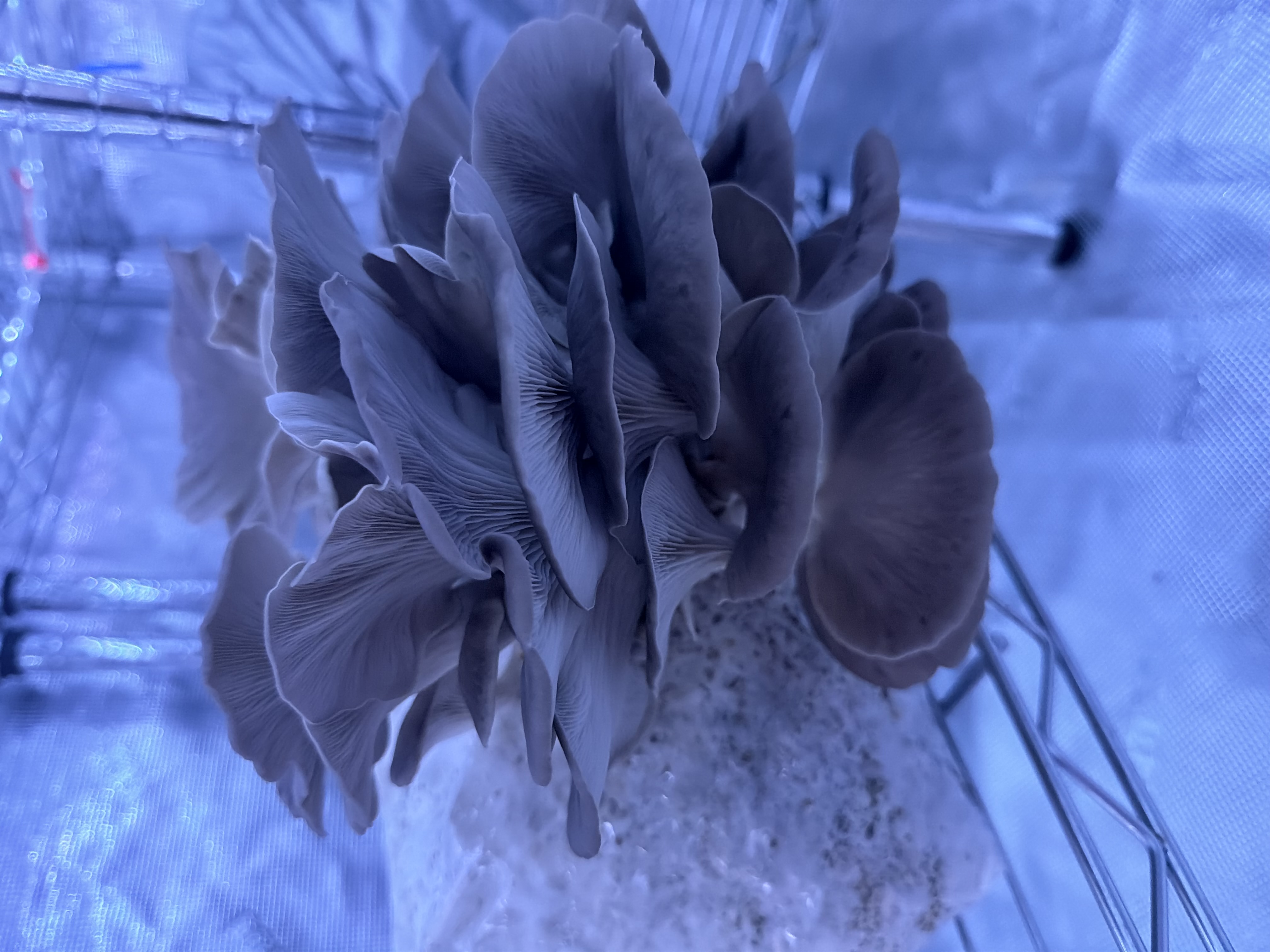 Fresh oyster mushrooms