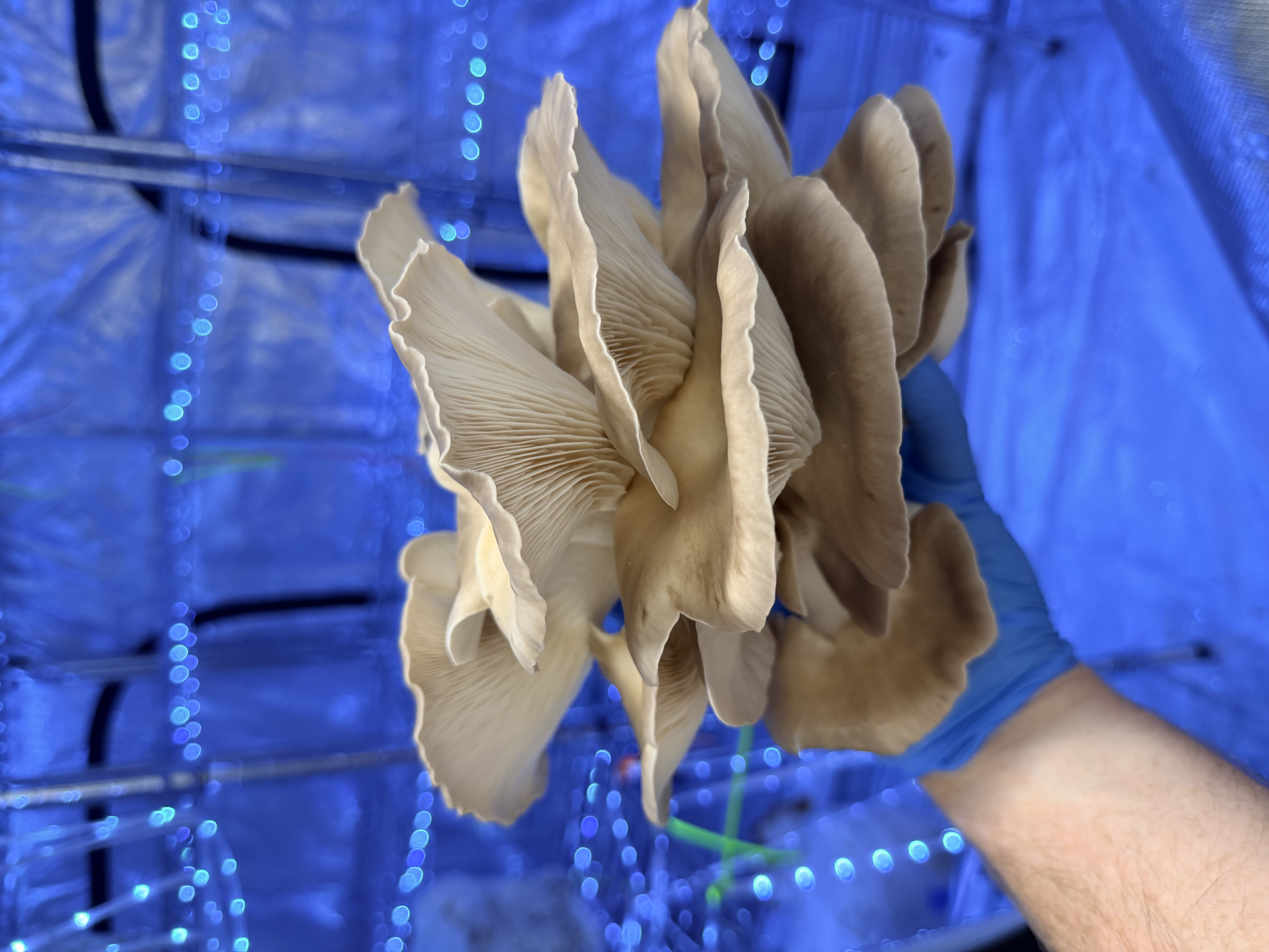 Fresh oyster mushrooms