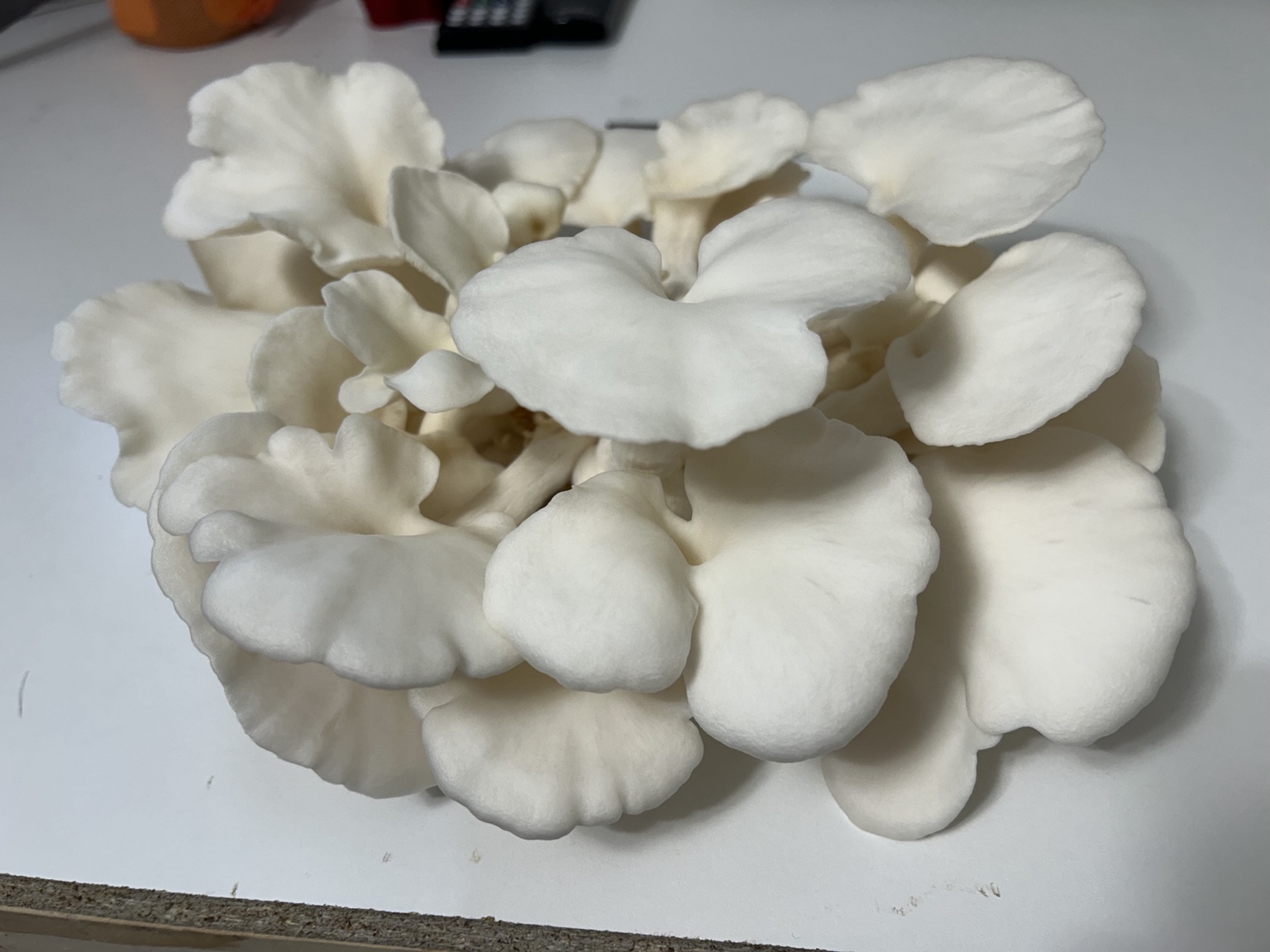 Fresh gourmet mushrooms