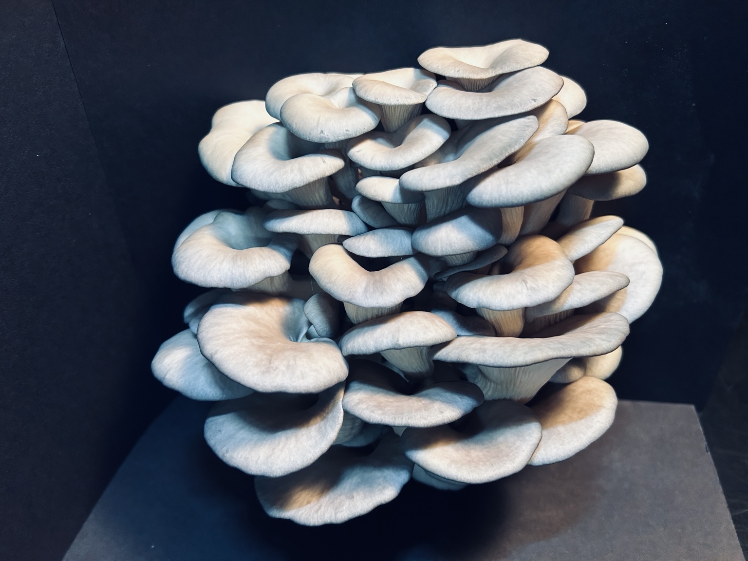 Fresh gourmet oyster mushrooms